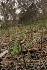 Pterostylis dilatata
