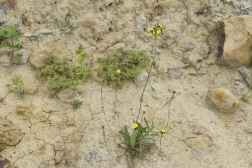 Image of Pilosella floribunda by (c) Repina Tatyana, some rights reserved (CC BY)