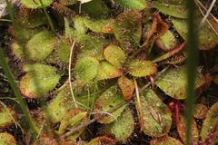 Drosera tubaestylis