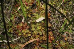 Drosera tubaestylis