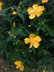 Hypericum