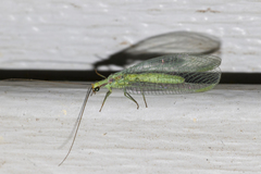 Chrysopa coloradensis
