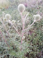 Echinops sphaerocephalus