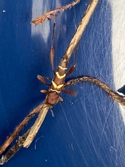 Neoclytus acuminatus hesperus