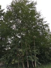 Betula pendula