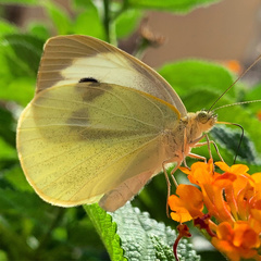 Pieris brassicae