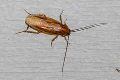 Parcoblatta americana