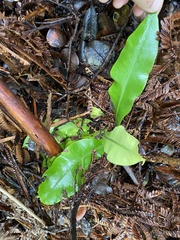 Elaphoglossum parvisquameum