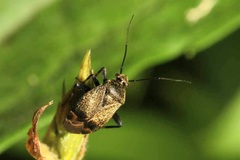 Polymerus nigrita
