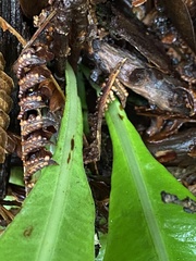 Elaphoglossum parvisquameum