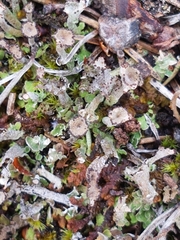 Cladonia