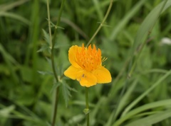 Trollius chinensis
