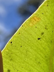 Elaphoglossum parvisquameum