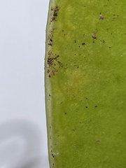 Elaphoglossum parvisquameum