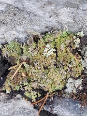 Cladonia