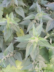 Urtica dioica