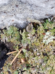 Cladonia