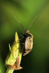 Polymerus nigrita