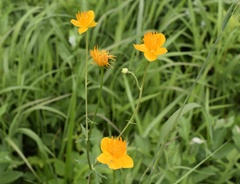 Trollius chinensis