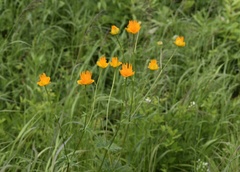 Trollius chinensis