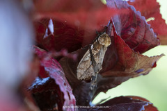 Dudusa synopla