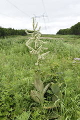 Veratrum dahuricum