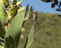 Pinheyschna subpupillata