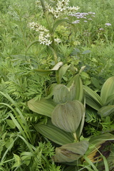 Veratrum dahuricum