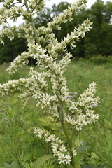 Veratrum dahuricum
