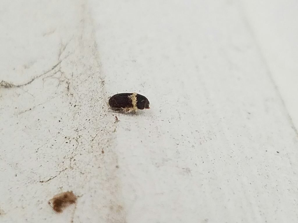 Ataenius imbricatus