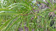 Persoonia longifolia