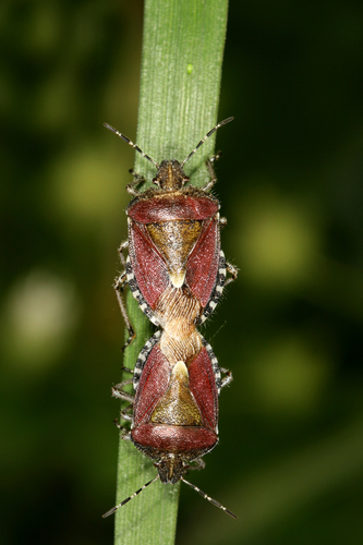 Uoginė skydblakė nuotrauka