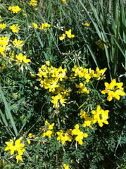 Lotus corniculatus corniculatus