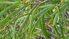 Persoonia longifolia