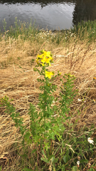 Hypericum perforatum
