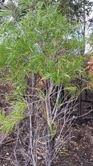 Persoonia longifolia