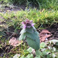 Lamium purpureum purpureum