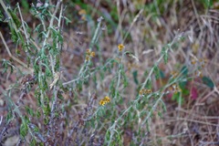 Eriophyllum latilobum