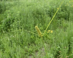 Carex neurocarpa