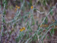 Eriophyllum latilobum
