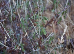 Eriophyllum latilobum