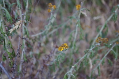 Eriophyllum latilobum