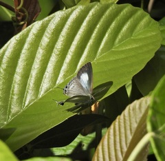 Hypolycaena phorbas