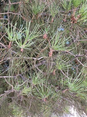 Pinus halepensis
