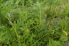 Carex neurocarpa