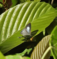 Hypolycaena phorbas