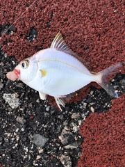 Leiognathidae
