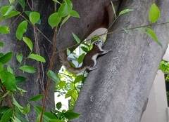 Callosciurus finlaysonii