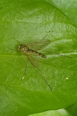 Sciapus platypterus