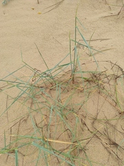 Agropyron dasyanthum